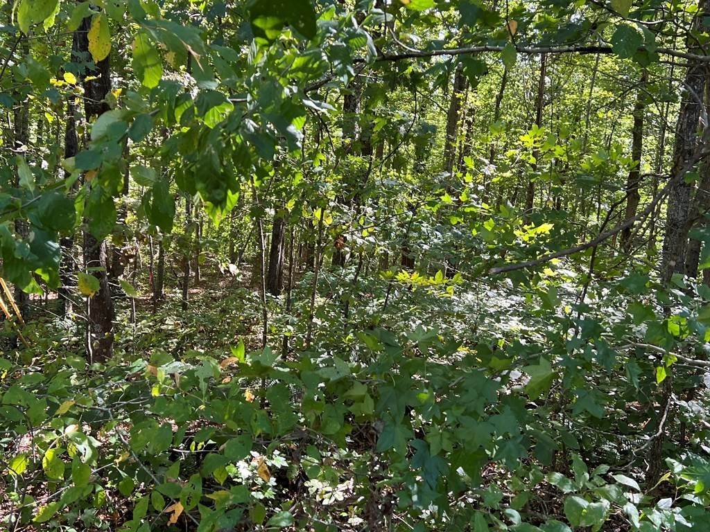 2. Land for Sale at Monroe, TN 38573