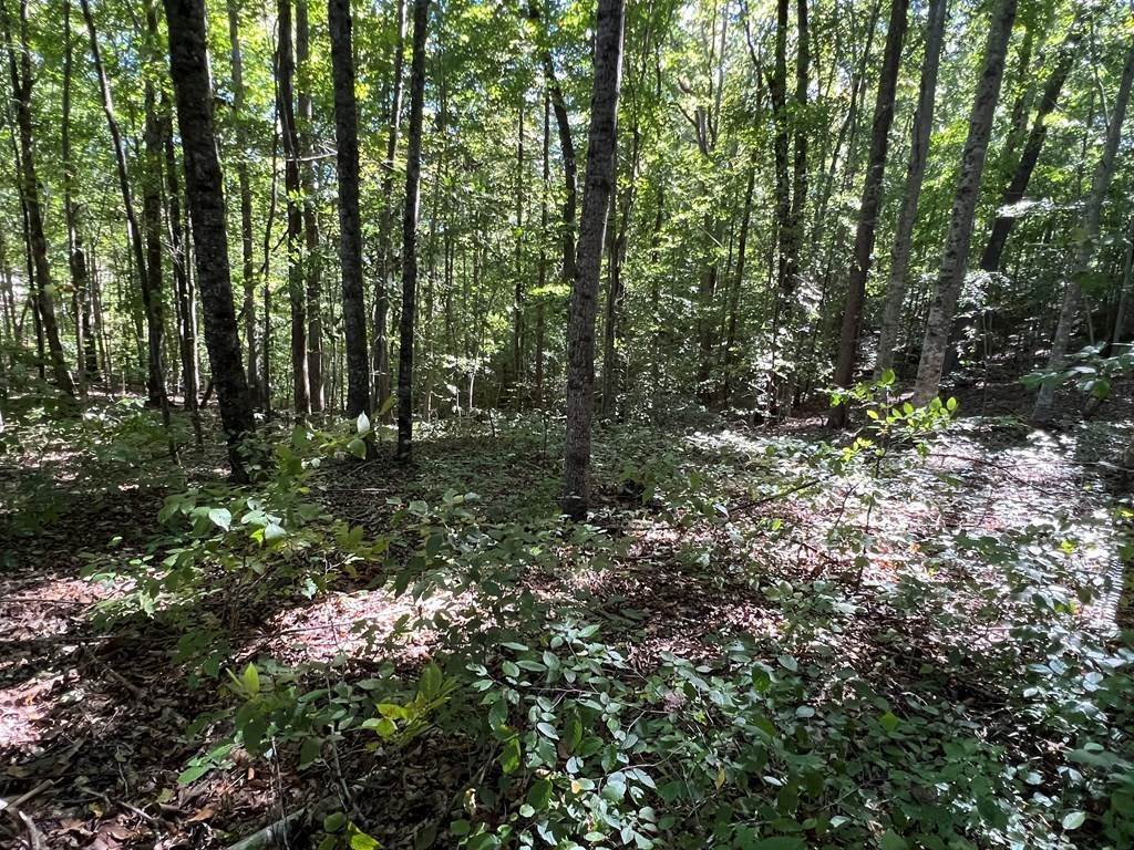6. Land for Sale at Monroe, TN 38573