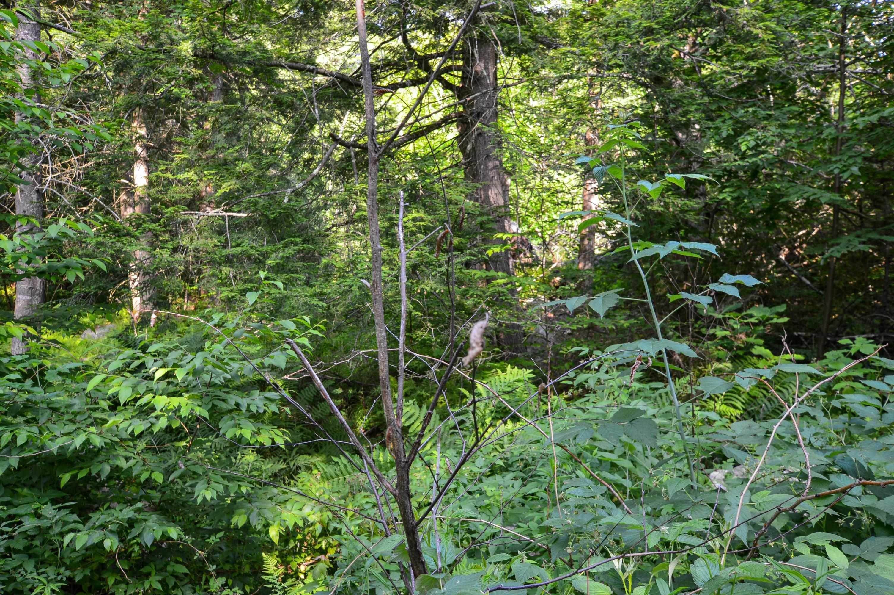 16. Land for Sale at Chester, VT 05143