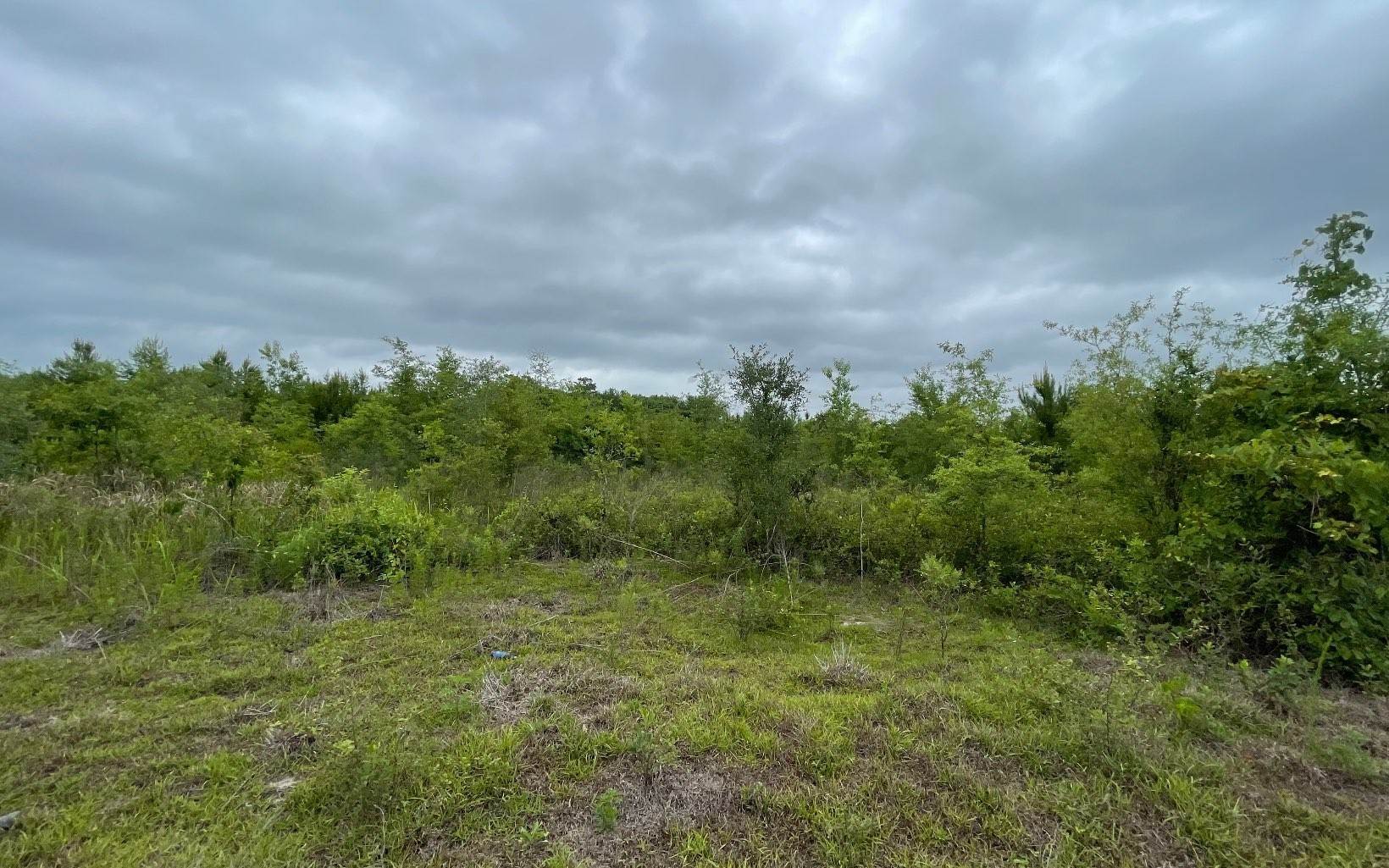 6. Farm / Agriculture for Sale at Madison, FL 32340